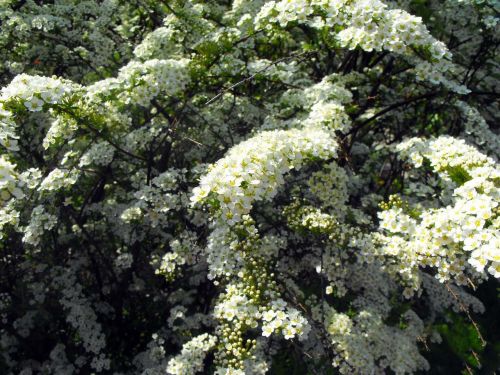 flowers white flowers plant