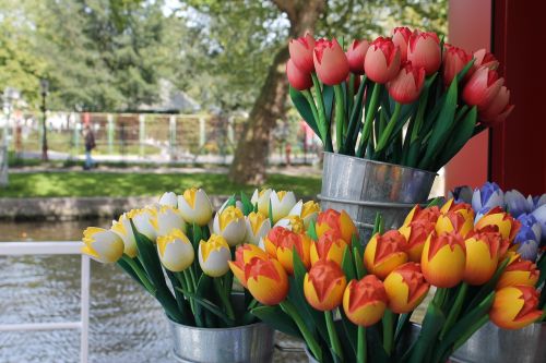 flowers tulips holland