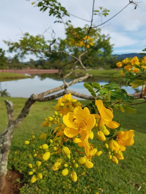 flowers park brazil