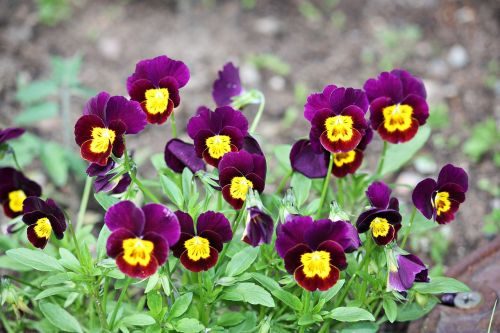 flowers summer violets