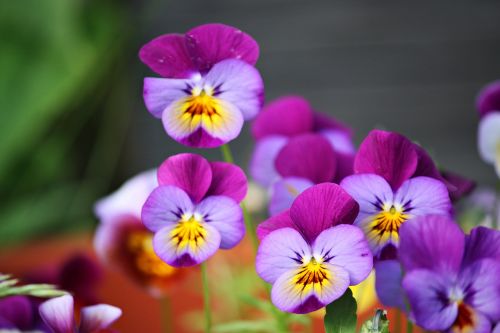 flowers summer violets