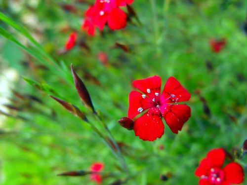 flowers red garden