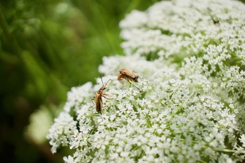 flowers bugs white