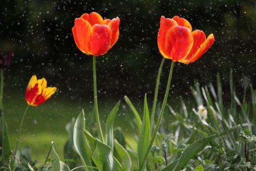 flowers tulip spring