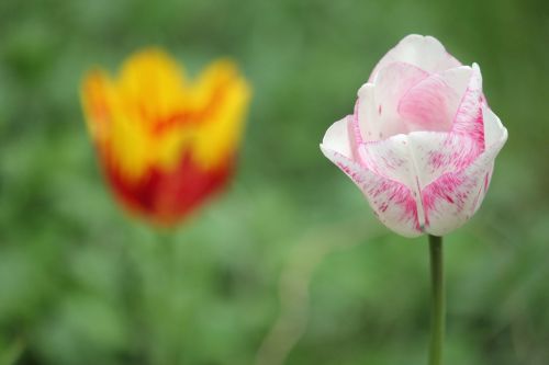 flowers tulip spring