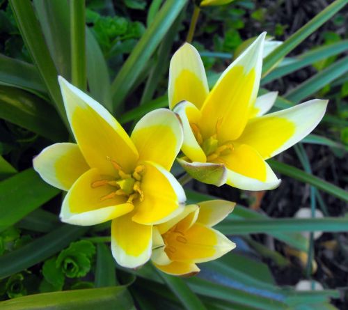 flowers plant detail