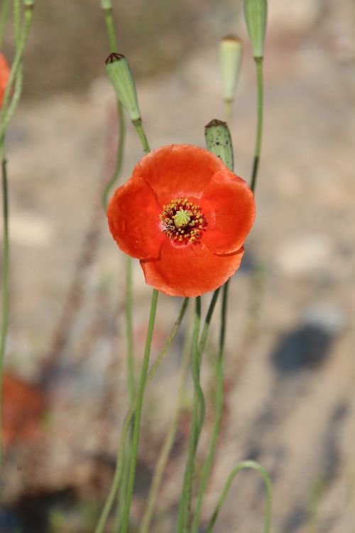 flowers red flowers red