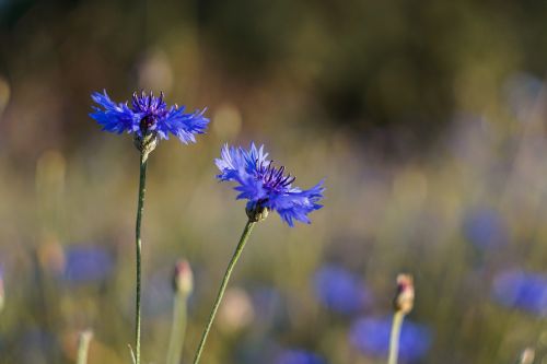 flowers blue meadow