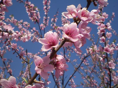 flowers peach roses