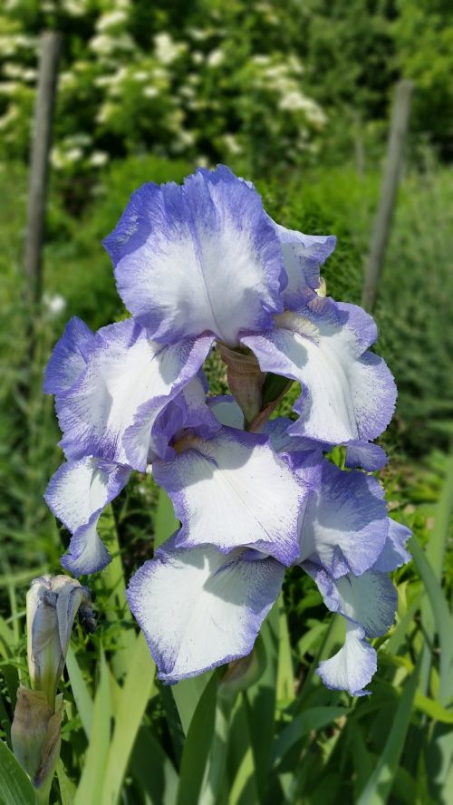 flowers iris blossom