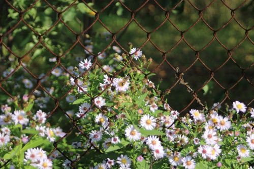 flowers garden nature