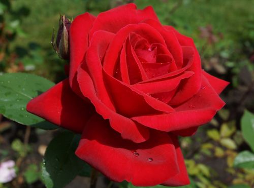 flowers red rose rose garden