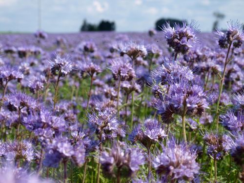 flowers plant nature