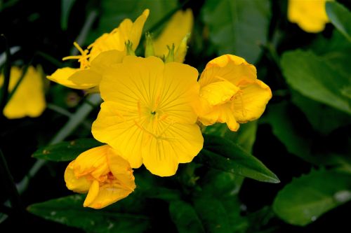 flowers yellow garden