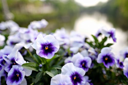 flowers bokeh landscape