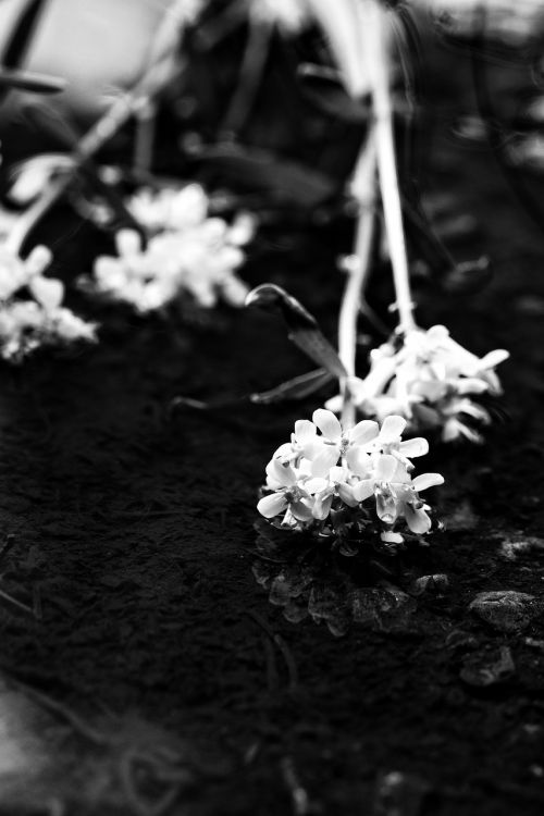 flowers spring flowers puddle