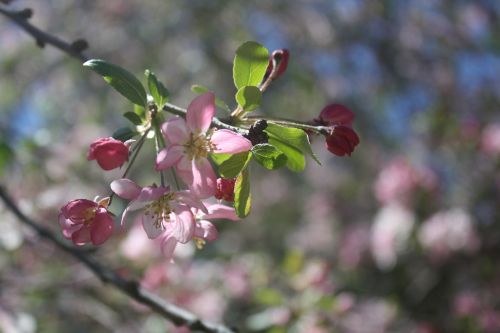 flowers budding red