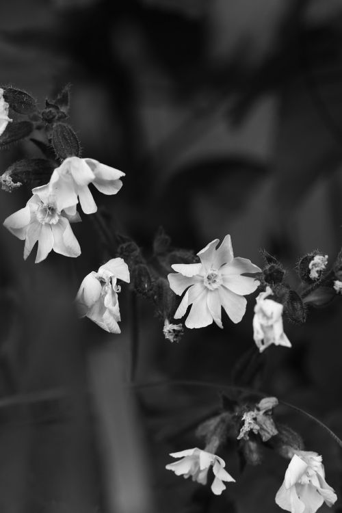 flowers summer summer flowers