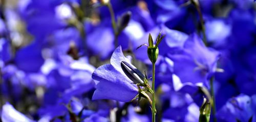 flowers summer blue