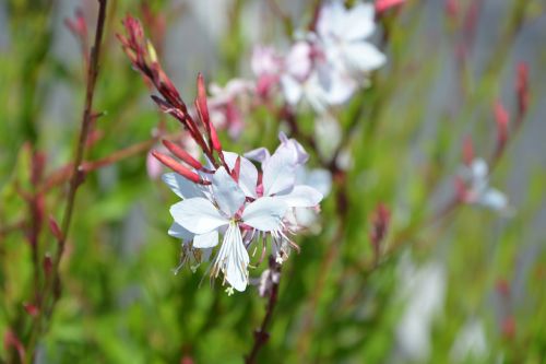 flowers white nature