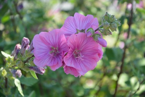 flowers pink nature