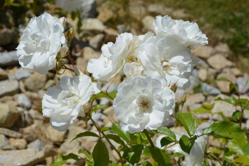 flowers white petals