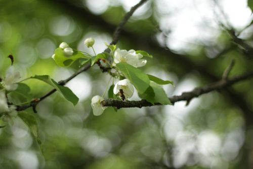 flowers bee spring