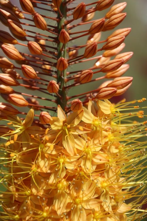 flowers yellow orange