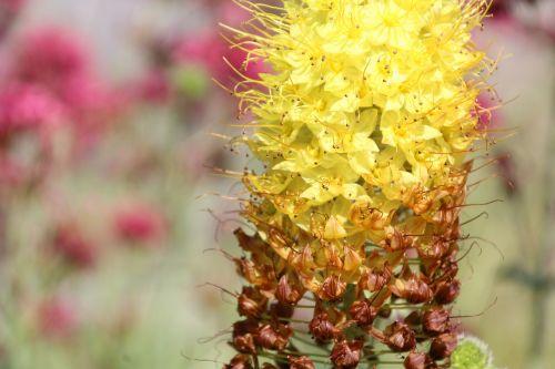 flowers yellow yellow flower