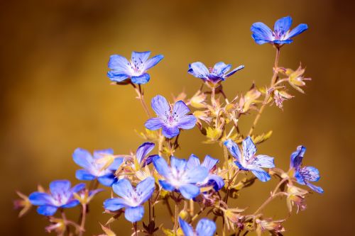 flowers nature blue