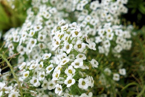 flowers plant nature