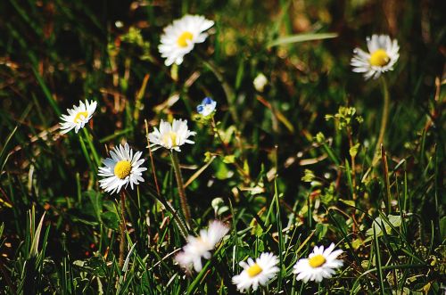 flowers flower meadow