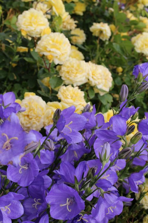 flowers purple yellow