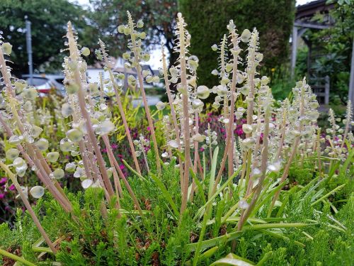 flowers rain garden