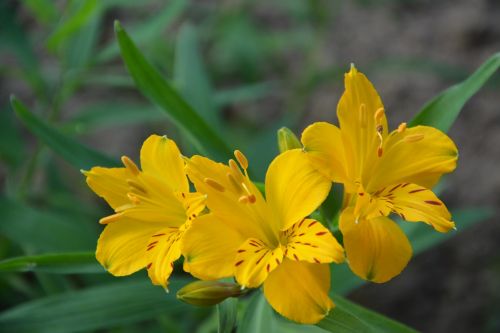 flowers yellow petals