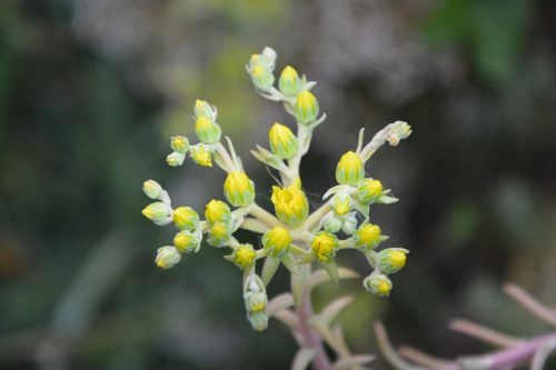 flowers yellow nature