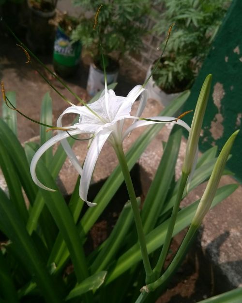 flowers plant blossom