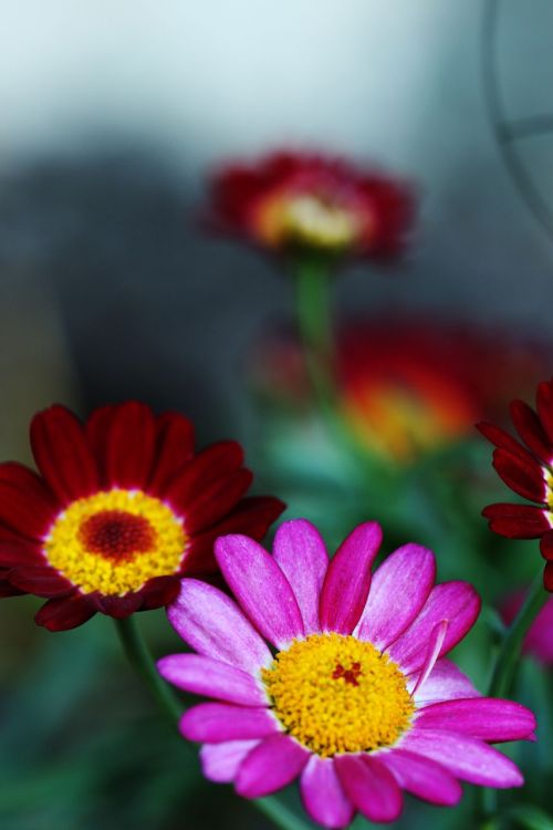 flowers summer flowers garden