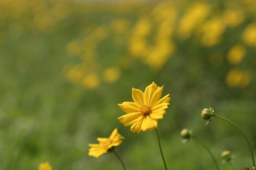 flowers field abstract