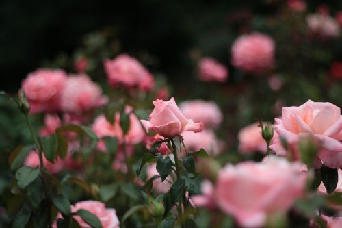 flowers pink roses