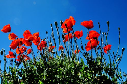 flowers poppy flower field