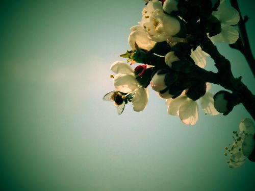 flowers apricot bee