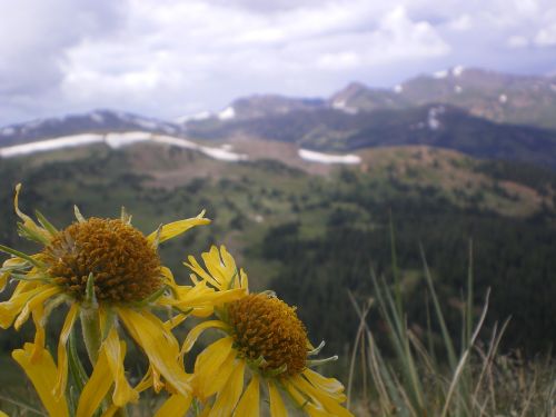 flowers mountains clouds