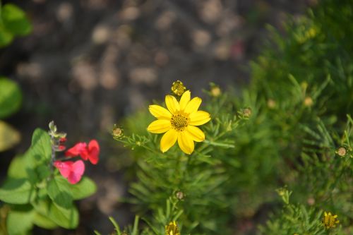 flowers yellow nature