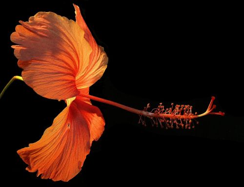 flowers black natural beauty