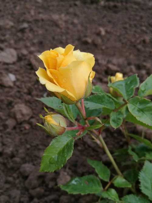 flowers rose yellow rose