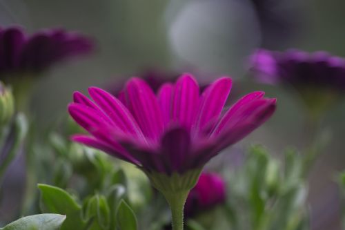 flowers garden nature