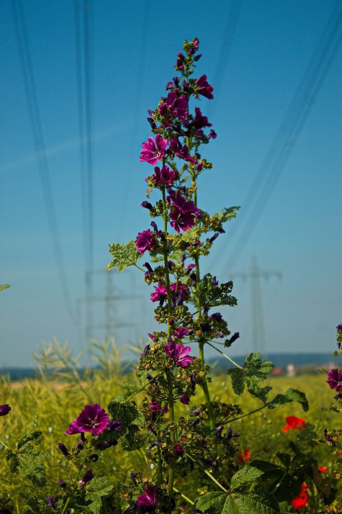 flowers landscape field