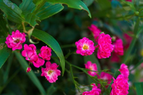 flowers garden nature