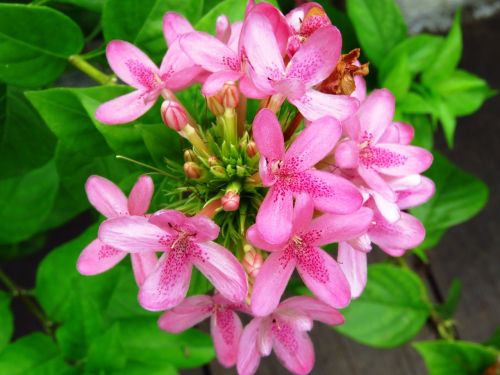 flowers fresh flower garden